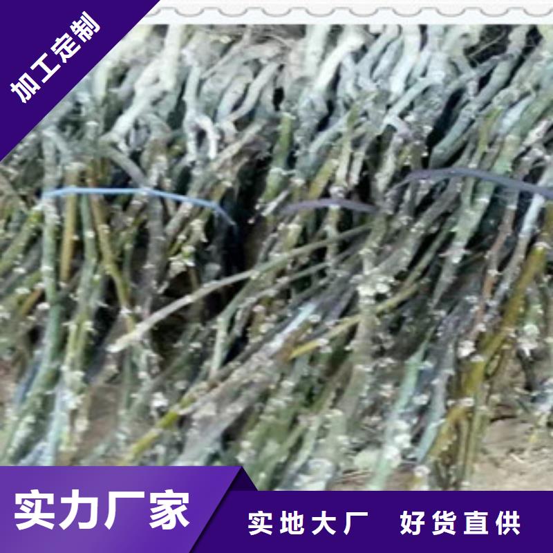 核桃苗口碑良好當(dāng)?shù)亟?jīng)銷商