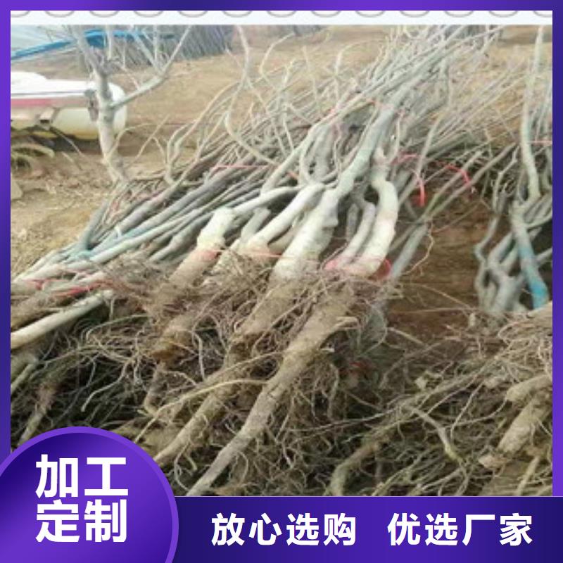 核桃苗大量现货