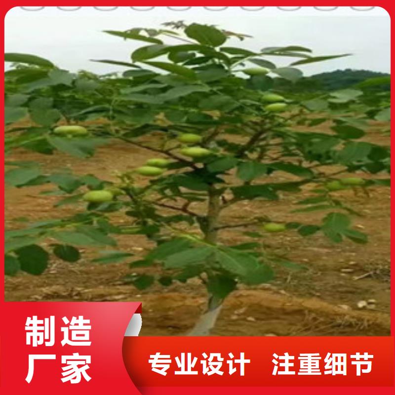歡迎選購##核桃苗廠家安心購