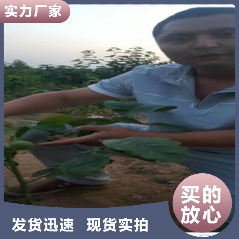 3核桃苗定制费用