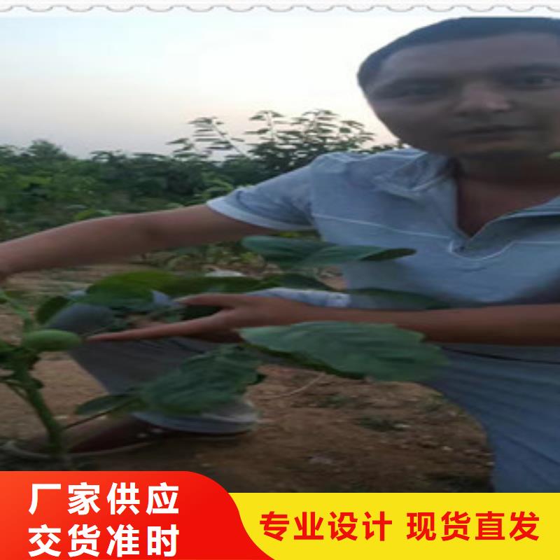 核桃苗老牌企业
