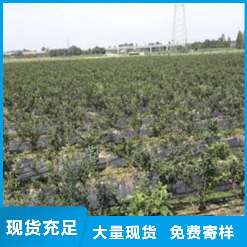 辽宁咨询红利蓝莓树苗0.5公分