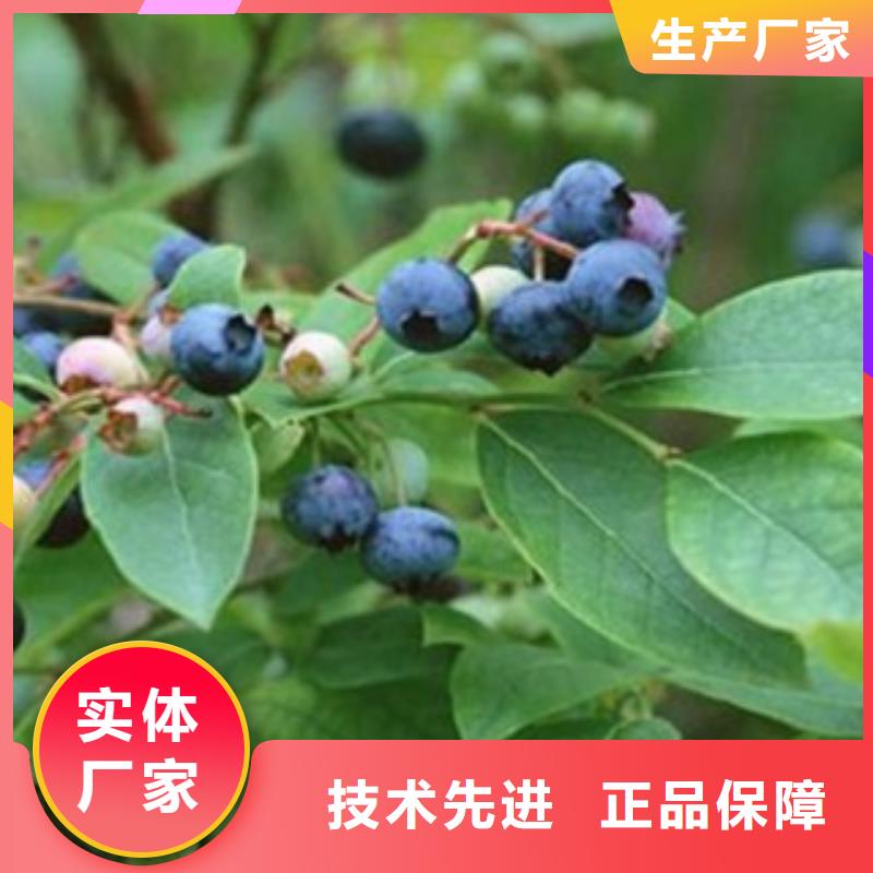 上饶本地蓝塔蓝莓树苗0.9公分