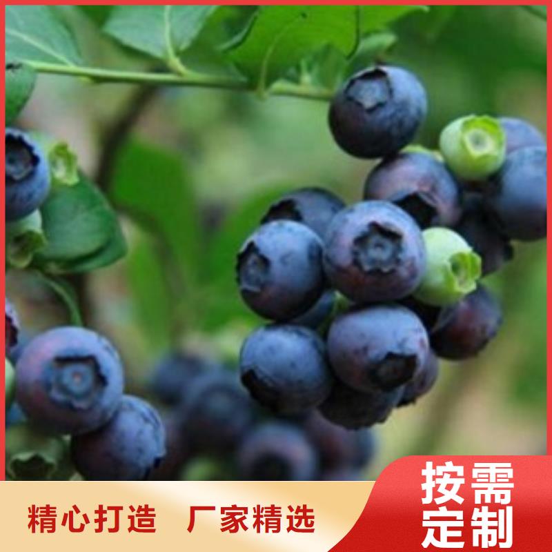 扬州销售帽盖蓝莓树苗0.8公分