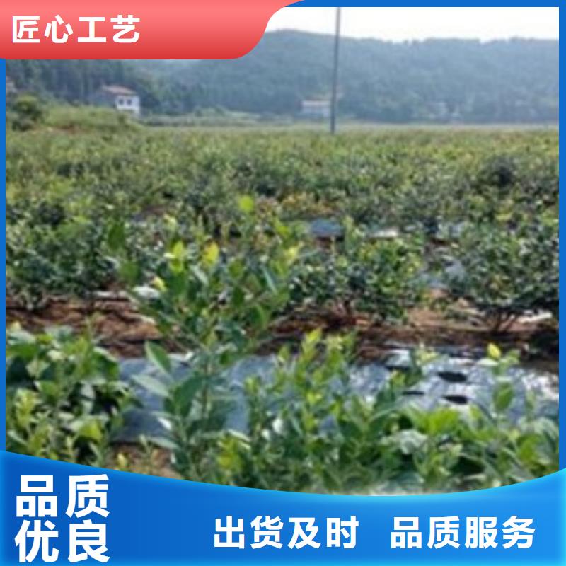 广州找园蓝蓝莓树苗专业合作社