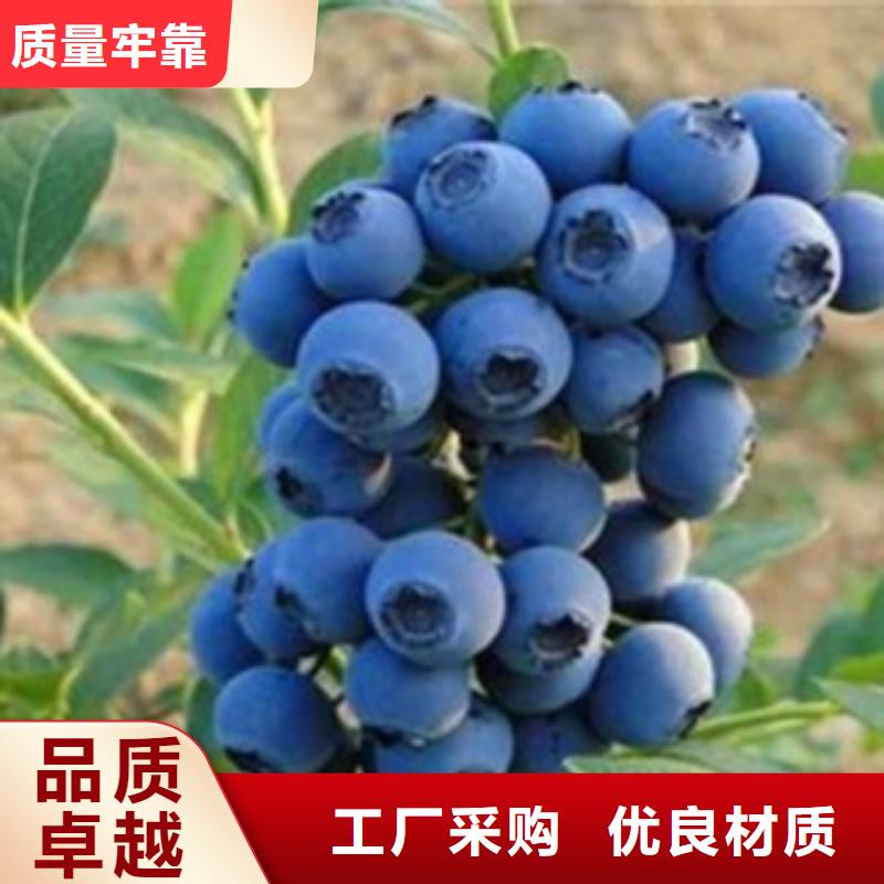 湛江选购米德蓝莓树苗2公分