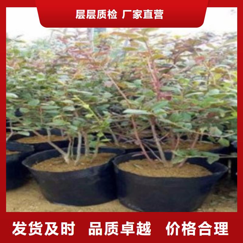 贵州品质瞳仁蓝莓树苗基地