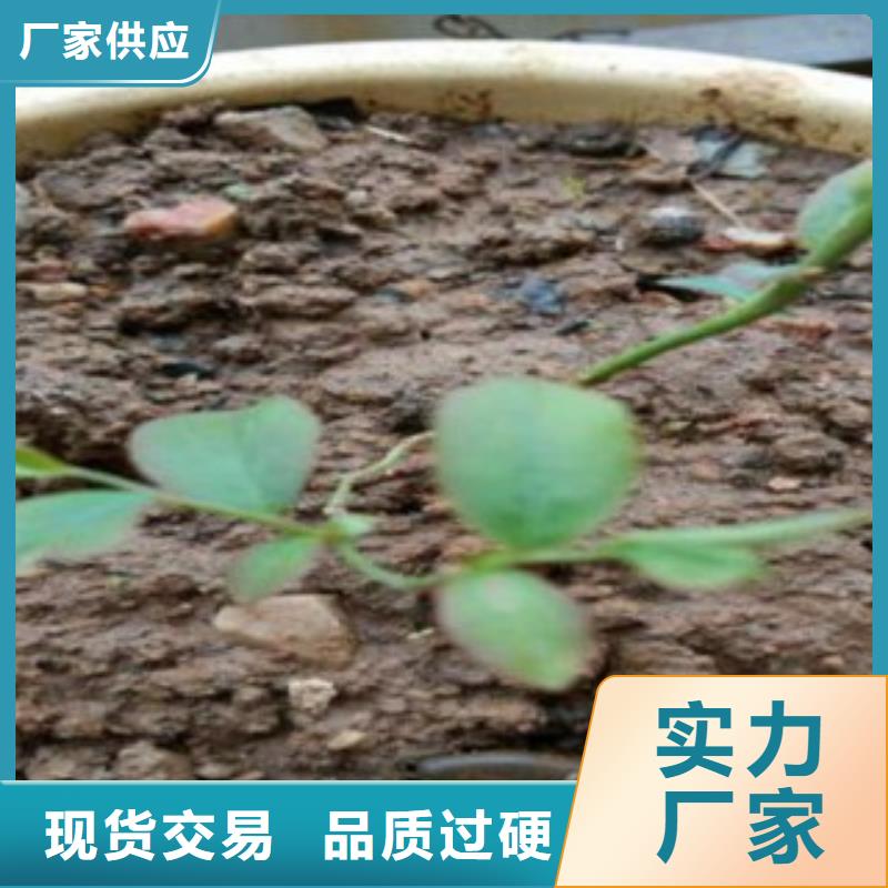 洛阳生产军号蓝莓树苗10公分