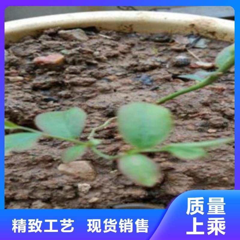 扬州本土朝克蓝莓树苗