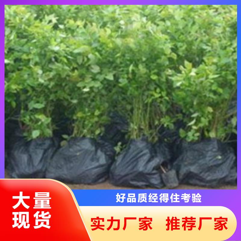 藍莓苗免費詢價