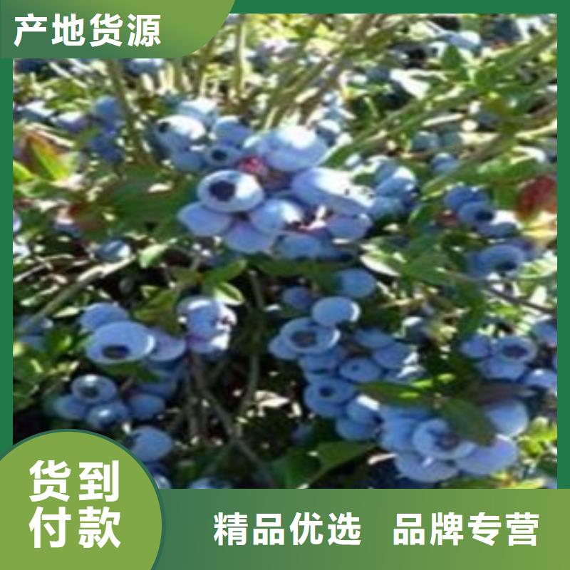乌海现货陶柔蓝莓树苗品种大全