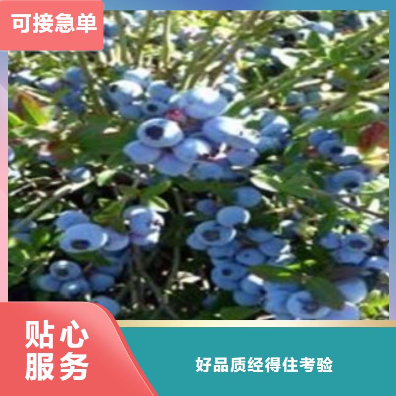 【常德】本地坤蓝蓝莓树苗种植时间