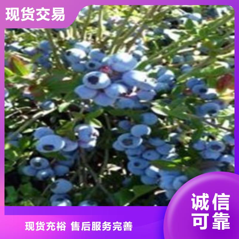 太原批发北部高丛蓝莓树苗40公分