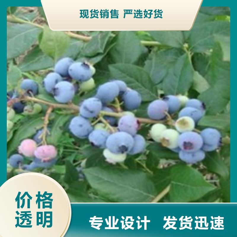 【焦作】定做布莱登蓝莓树苗0.9公分