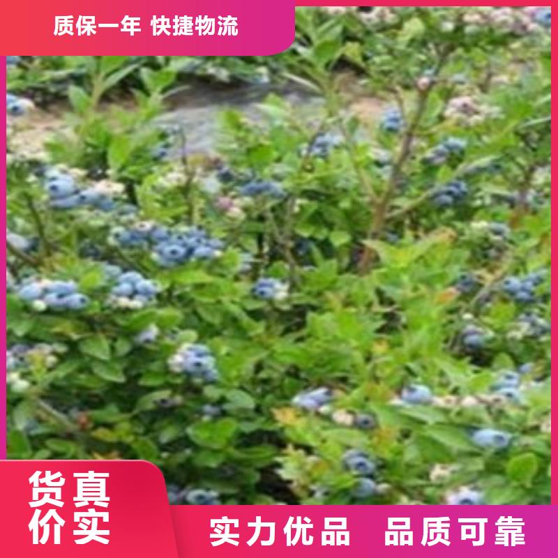 宜春附近蓝丰蓝莓苗树苗种植时间
