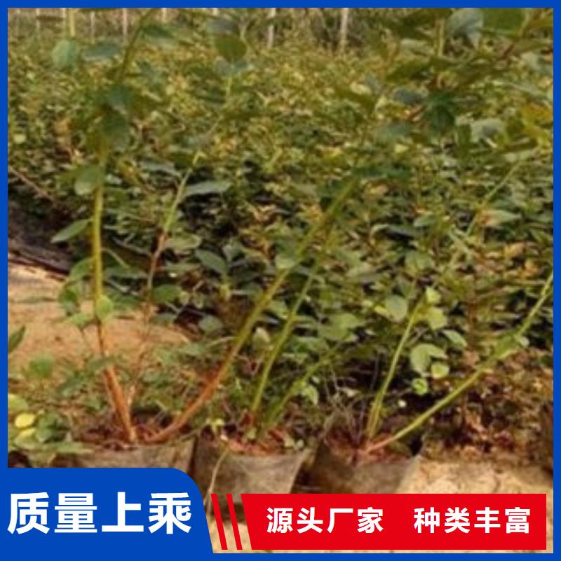 扬州订购蓝宝石蓝莓树苗18公分