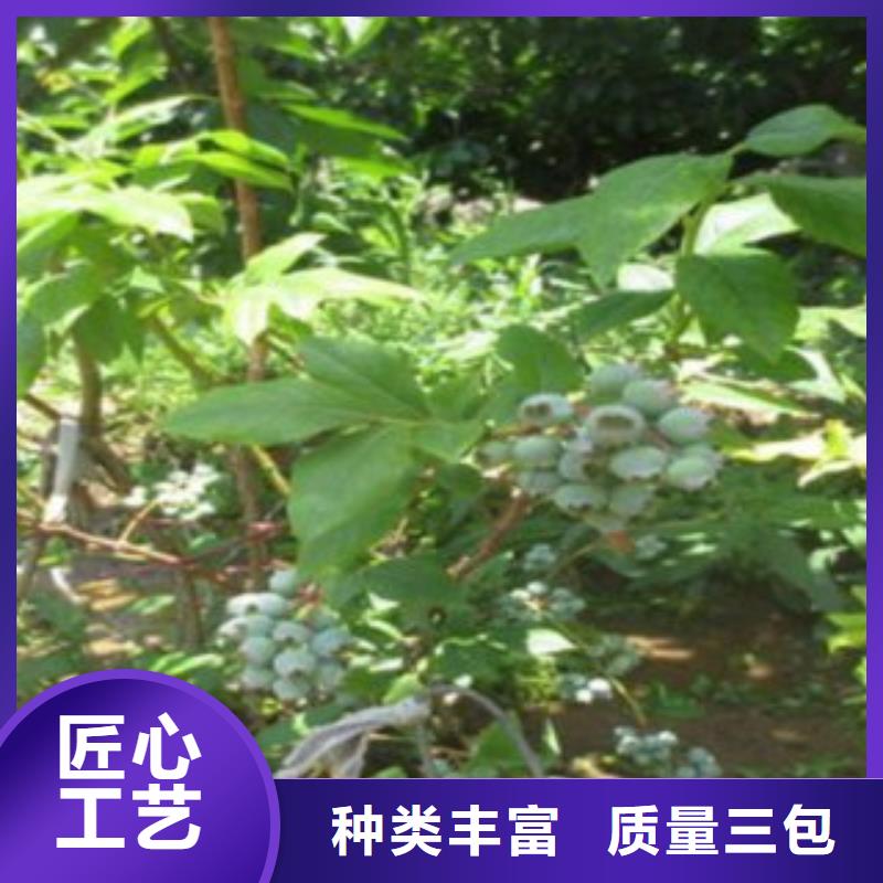 扬州订购高丛蓝莓树苗0.9公分