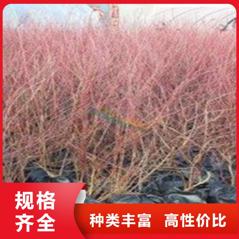 扬州询价红利蓝莓树苗15公分