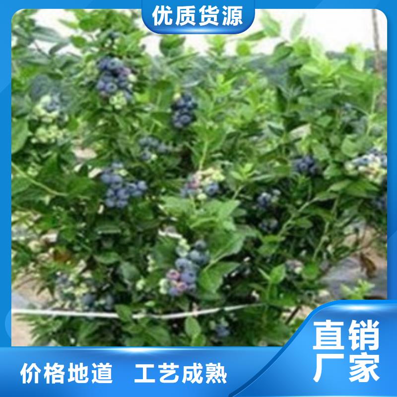 6藍(lán)莓苗熱銷(xiāo)好貨