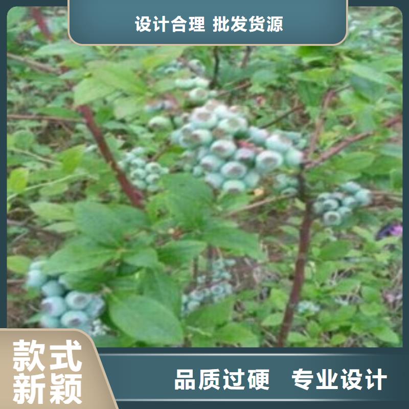 浙江订购巨人蓝莓树苗基地图片
