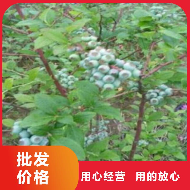 【常德】本地坤蓝蓝莓树苗种植时间