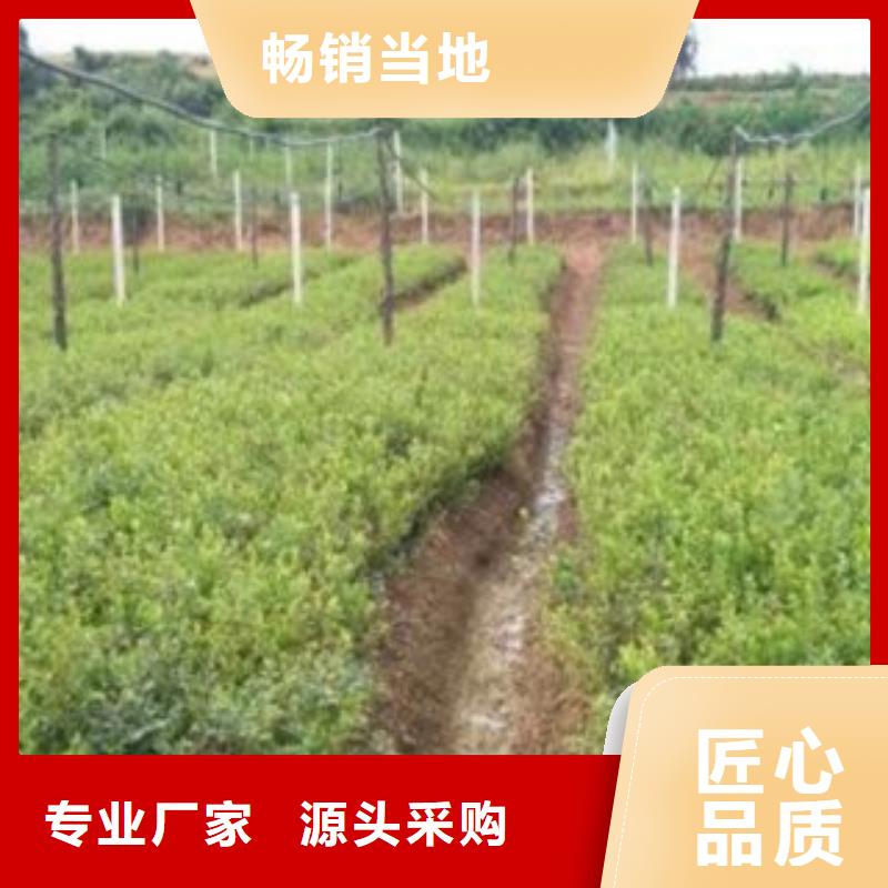 6藍(lán)莓苗廠家制造生產(chǎn)