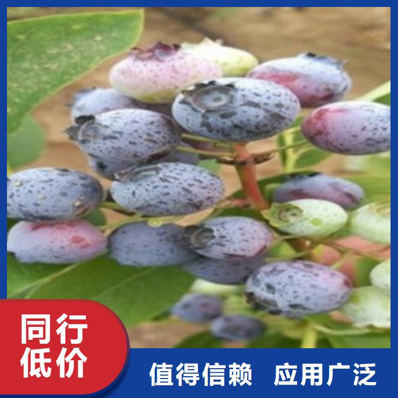 《黄石》咨询粉蓝蓝莓树苗0.5公分