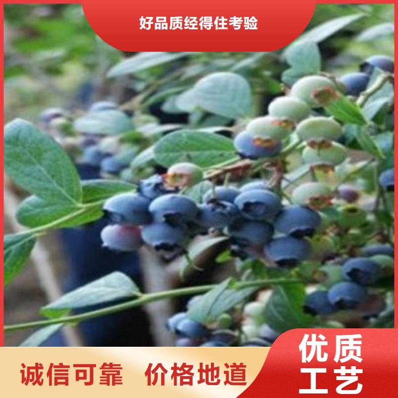 太原购买南陆蓝莓树苗8公分