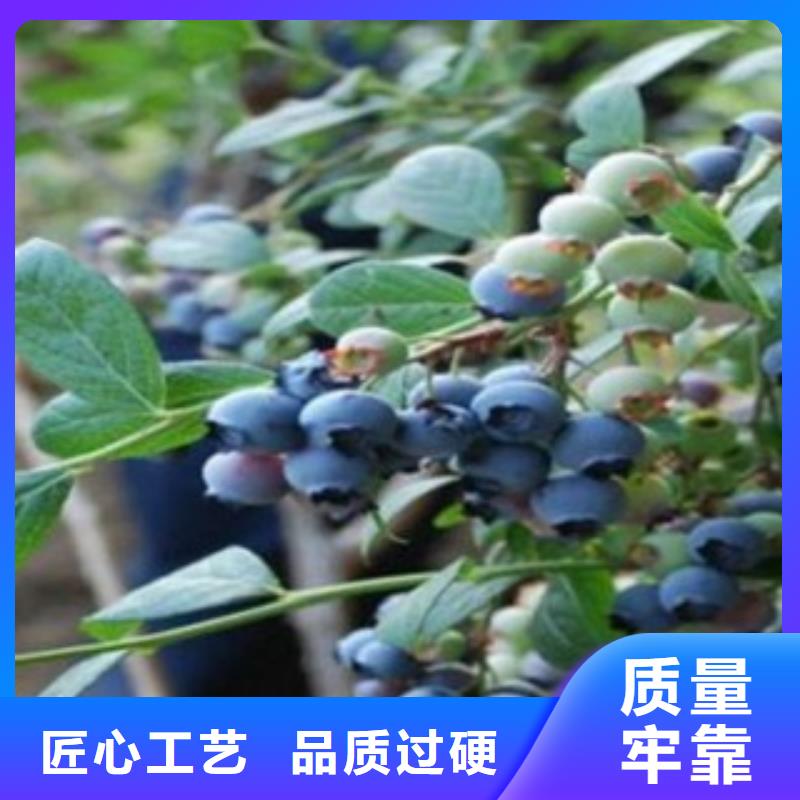 《龙岩》买北极星蓝莓树苗哪里的品种纯