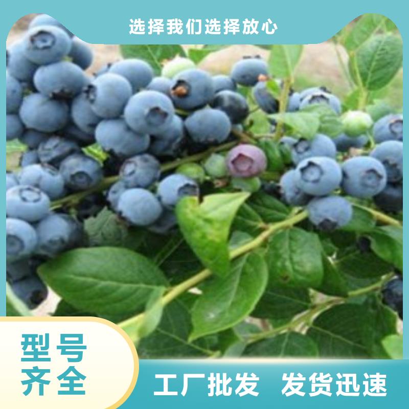 【常德】本地坤蓝蓝莓树苗种植时间