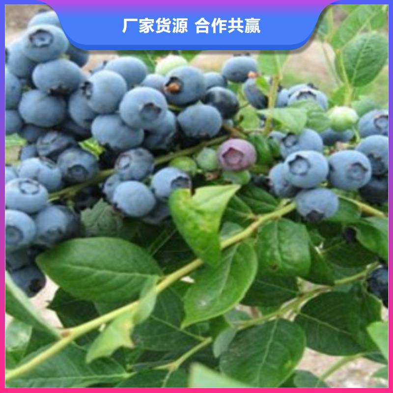 乌海现货陶柔蓝莓树苗品种大全