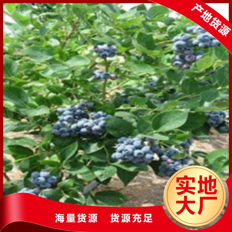 铜仁本地【兴海】坤蓝蓝莓树苗0.5公分