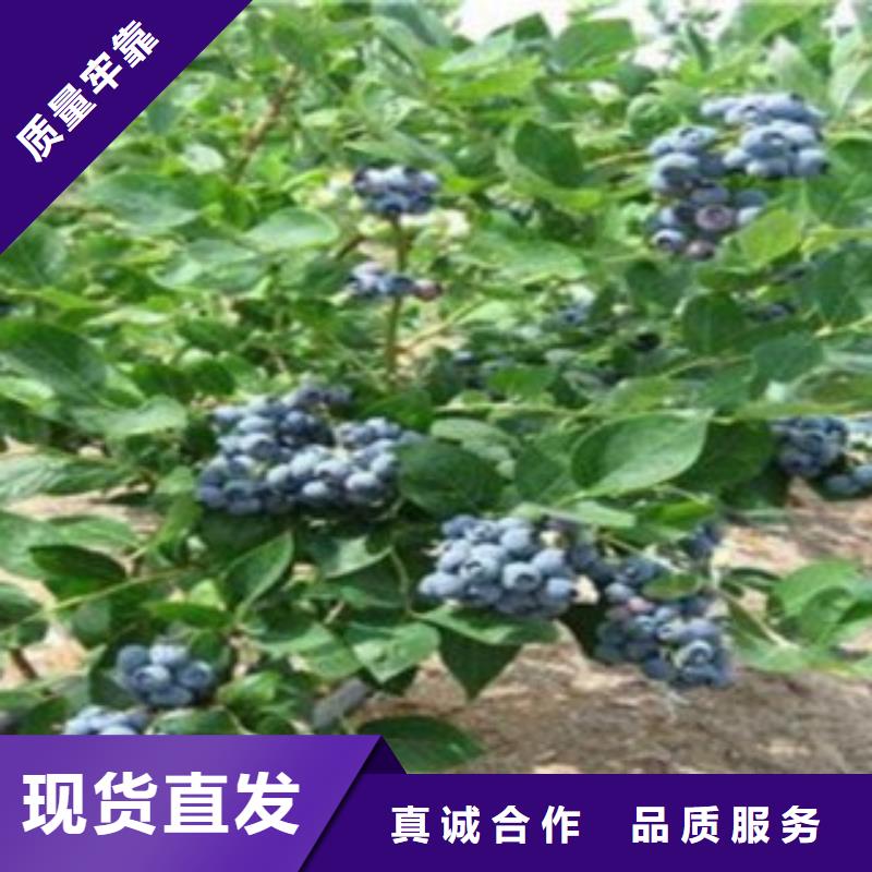 珠海采购兴海杜克蓝莓树苗4公分