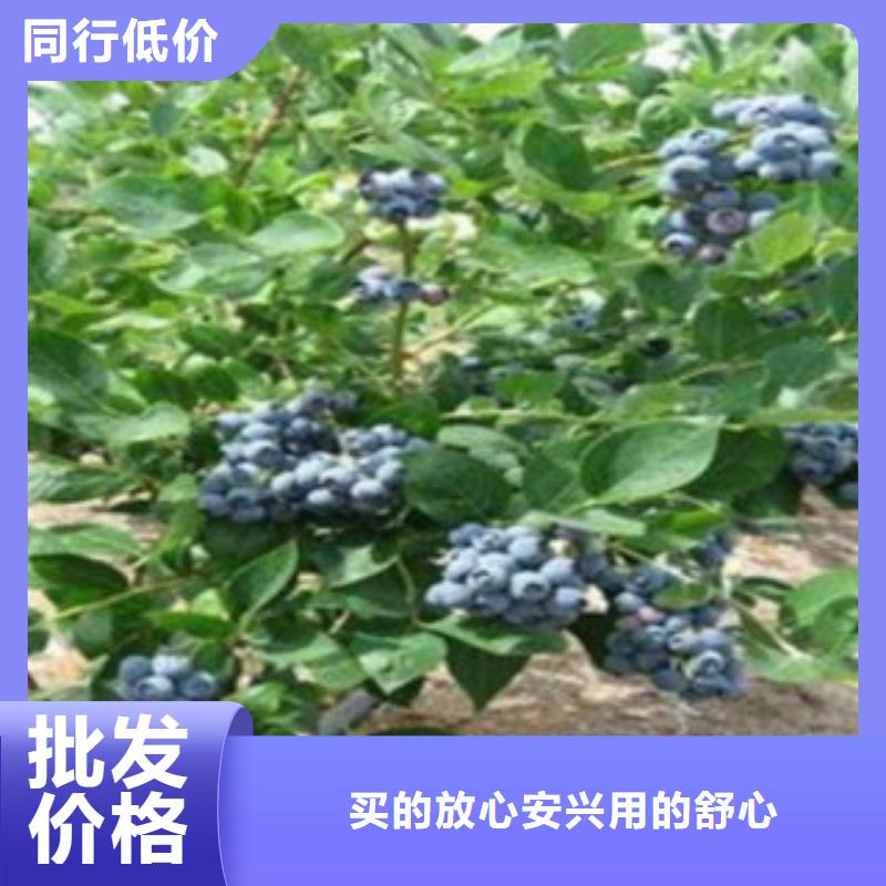 邵阳用的放心兴海斯巴坦蓝莓树苗种植技术
