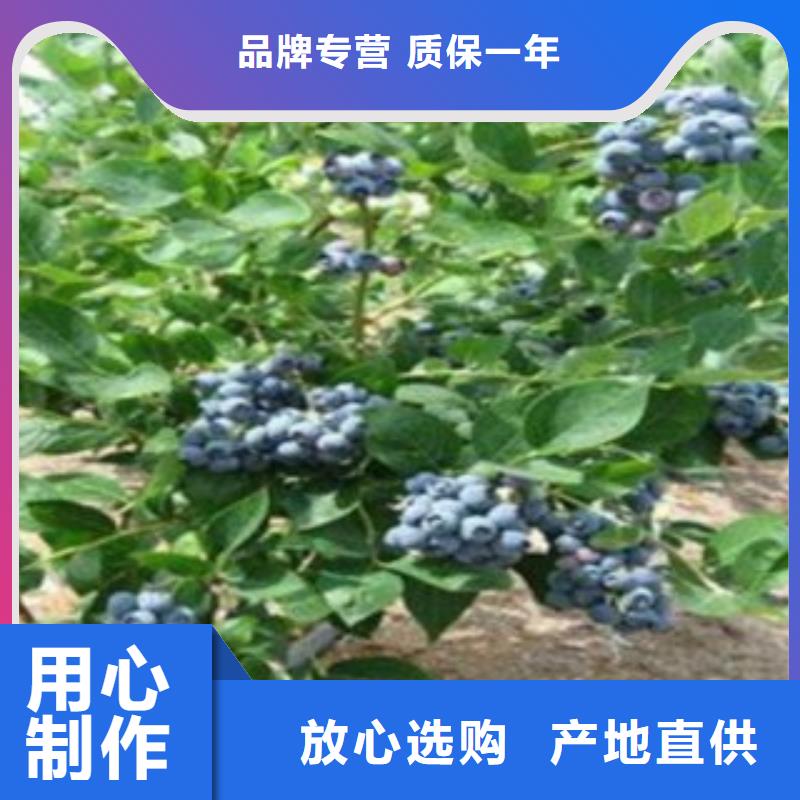 <汉中>当地货源【兴海】蓝塔蓝莓树苗基地图片