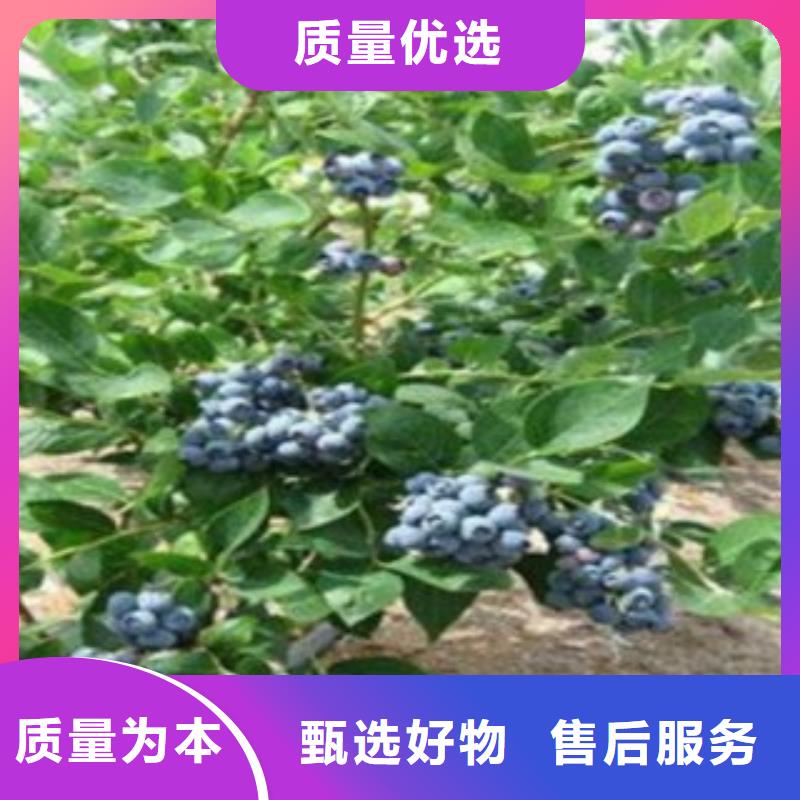 (舟山)供应商兴海顶峰蓝莓树苗亩产多少