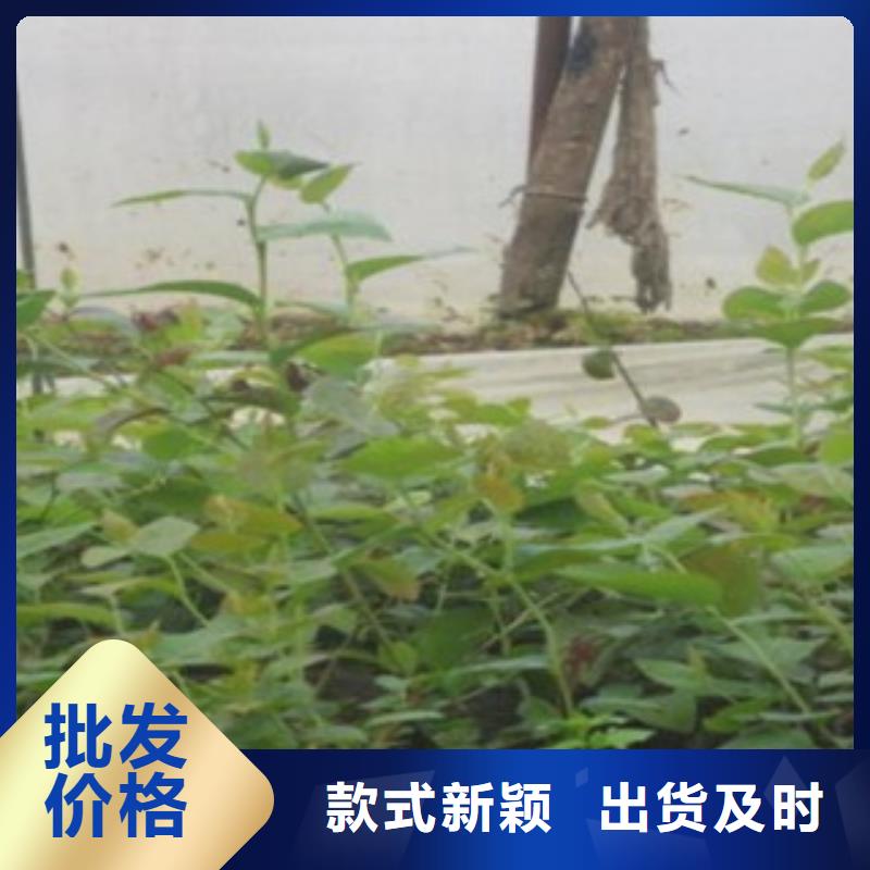 [大庆]选择我们选择放心兴海维口蓝莓树苗0.9公分