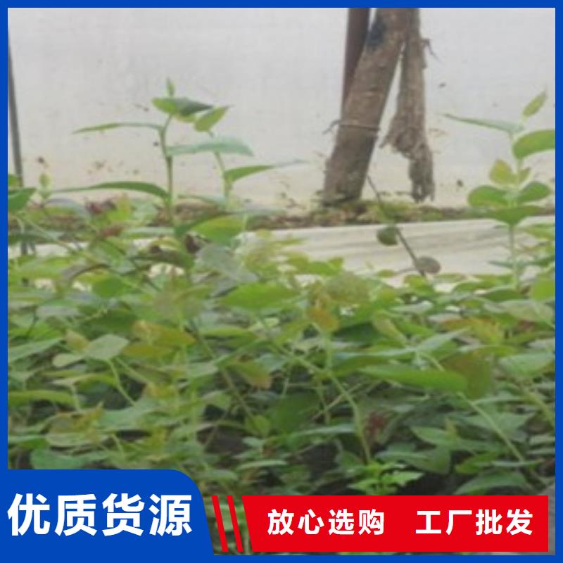 <山南>直销兴海布莱特蓝莓树苗12公分