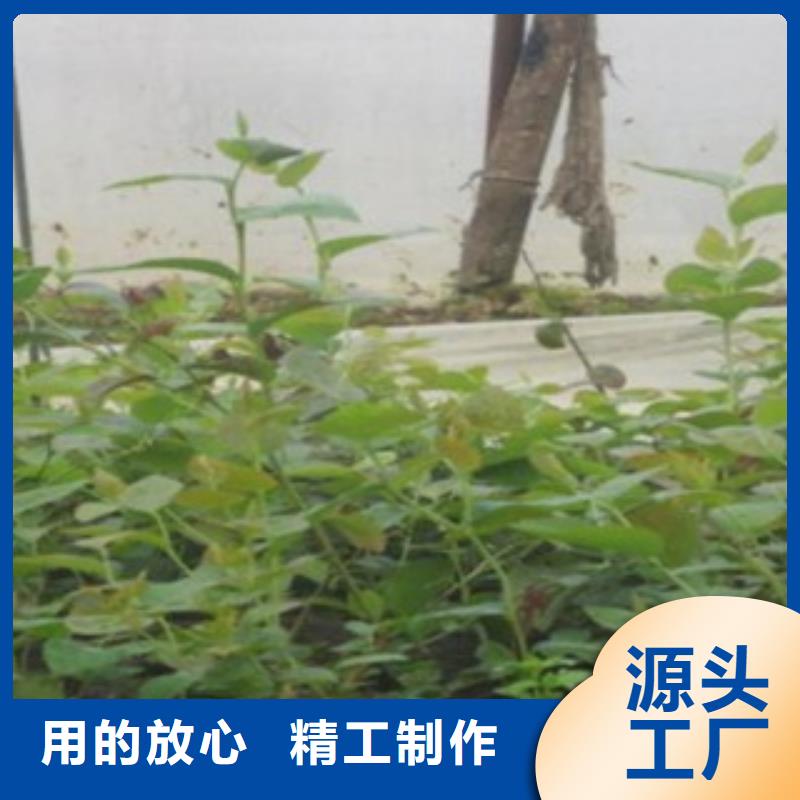 【辽宁】优选兴海南陆蓝莓树苗1.2公分
