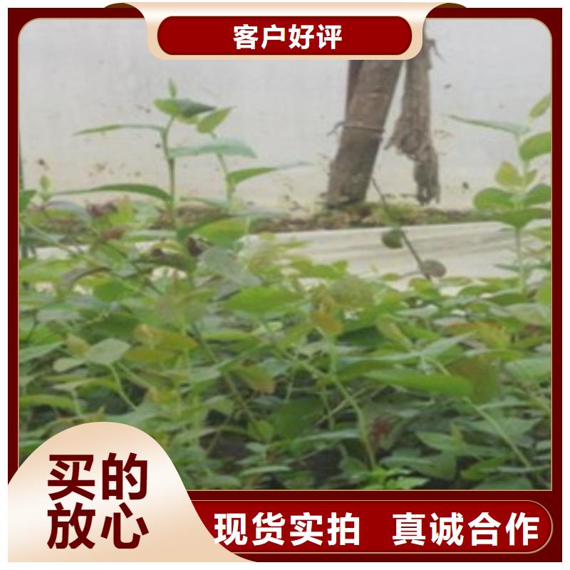 《深圳》直销【兴海】纳尔逊蓝莓树苗4公分