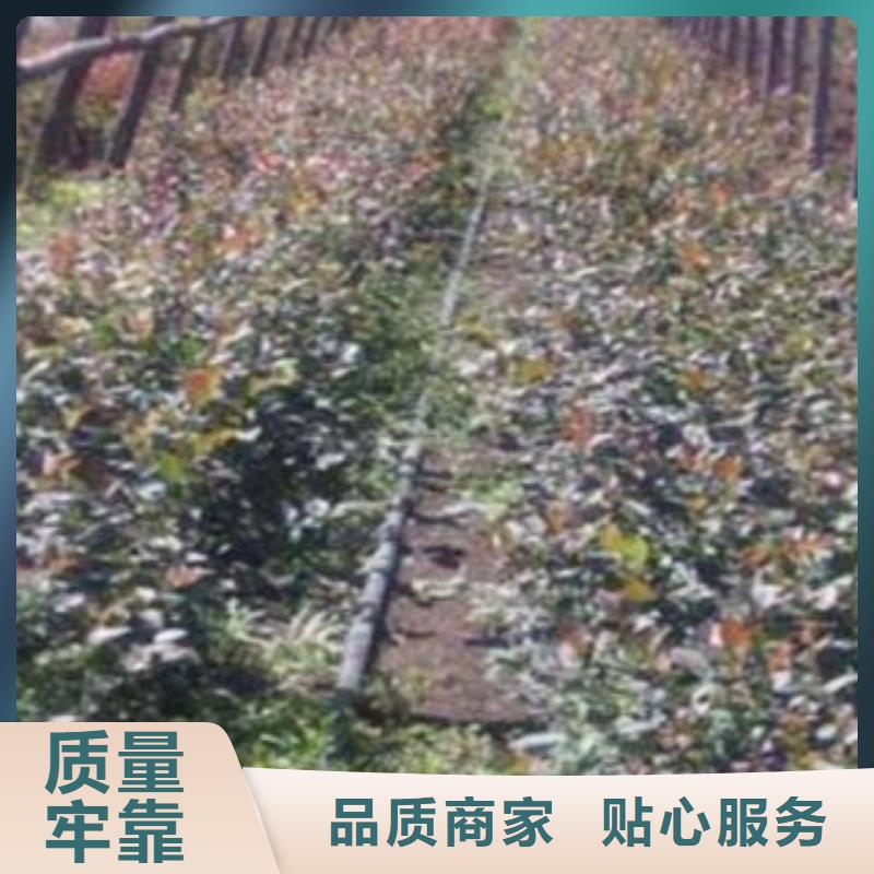 徐州买[兴海]布里吉塔蓝莓树苗0.6公分
