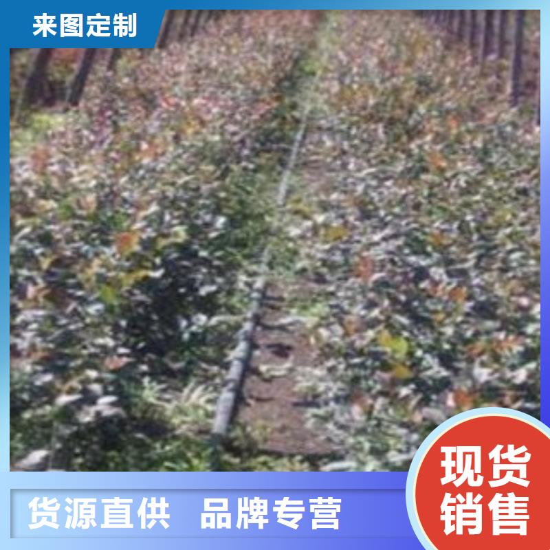 <上饶>同城兴海奥尼尔蓝莓树苗生产基地
