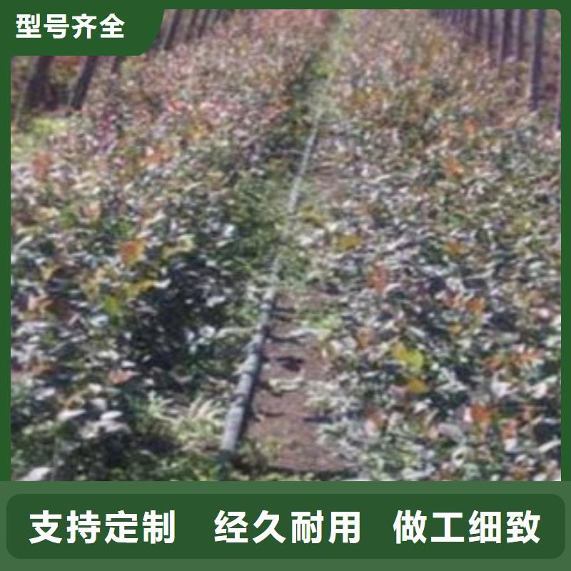 广州直供【兴海】杜克蓝莓树苗0.7公分