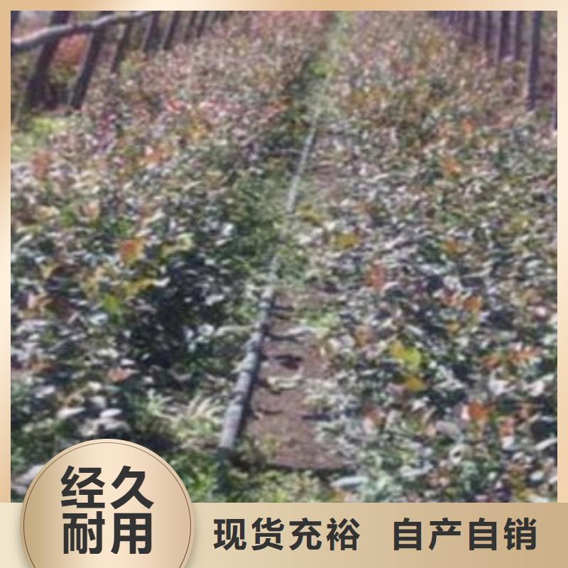 (扬州)采购兴海艾克塔蓝莓苗30公分