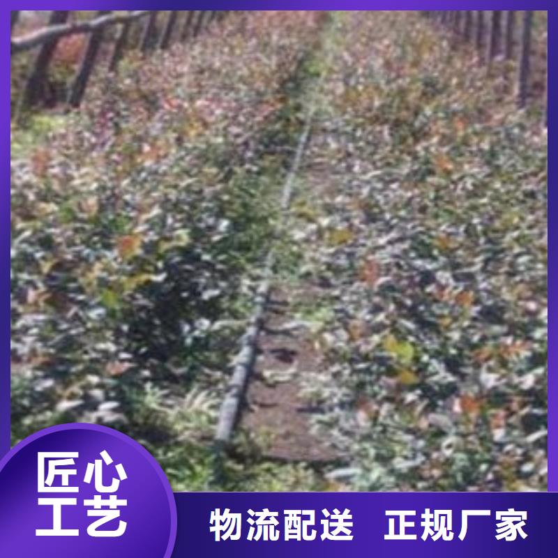 遵义供您所需【兴海】晚蓝蓝莓树苗0.5公分