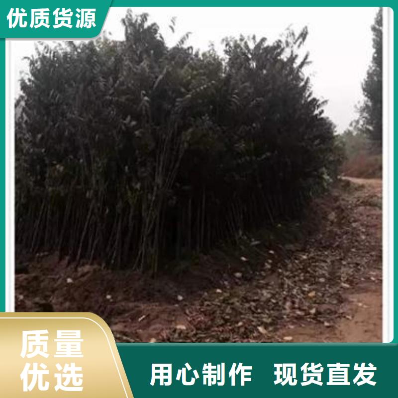 香椿苗厂家-值得信赖