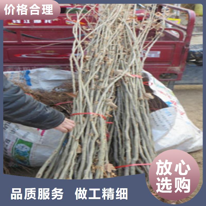买板栗苗必看-质量好