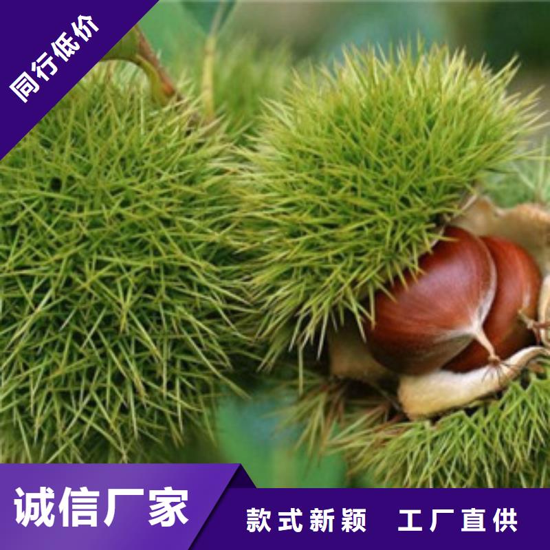 台湾海量现货直销兴海5厘米青熟栗子苗品种