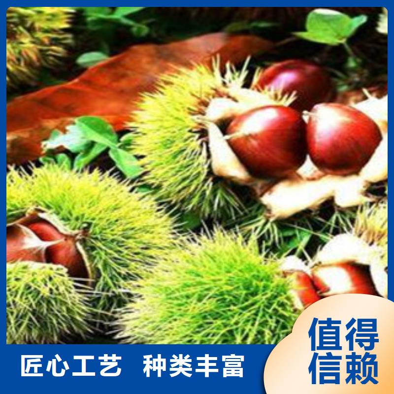 台湾海量现货直销兴海5厘米青熟栗子苗品种