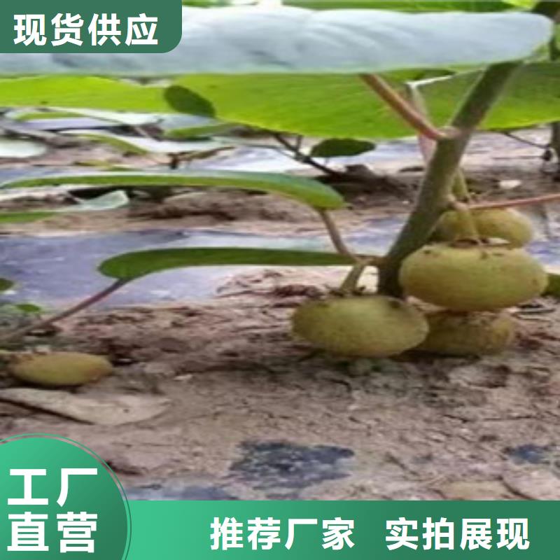 獼猴桃苗備貨充足